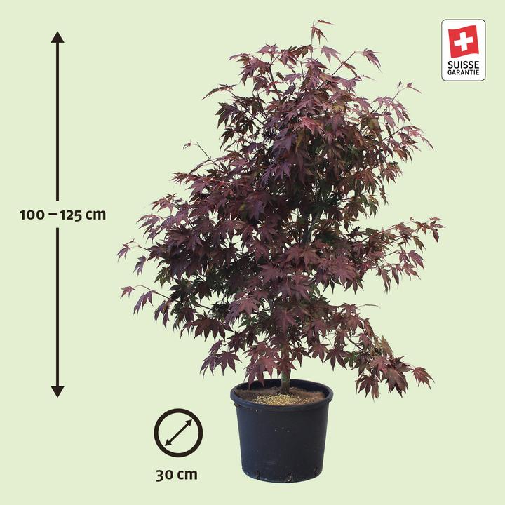 Produktbild Zulauf Japanischer Fächer-Ahorn / Acer palmatum 'Atropurpureum' (125 cm)