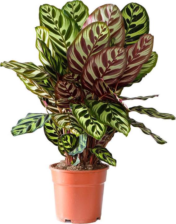 Produktbild VEG and the City Loreto (Korbmarante - Calathea makoyana) (50 cm)