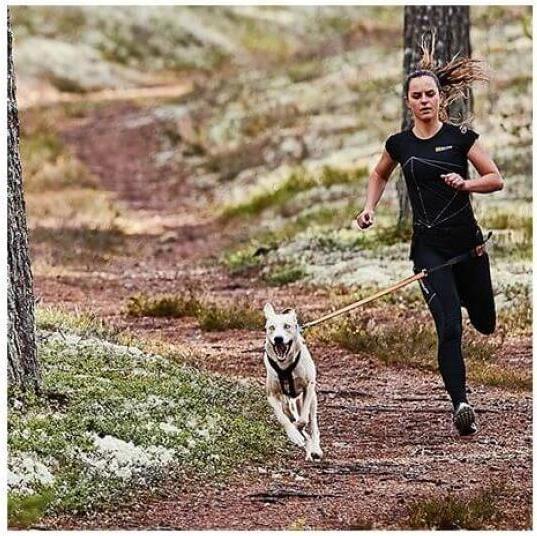 Actual product image Non-Stop Dogwear Bungee (M, Dog, Jogging)