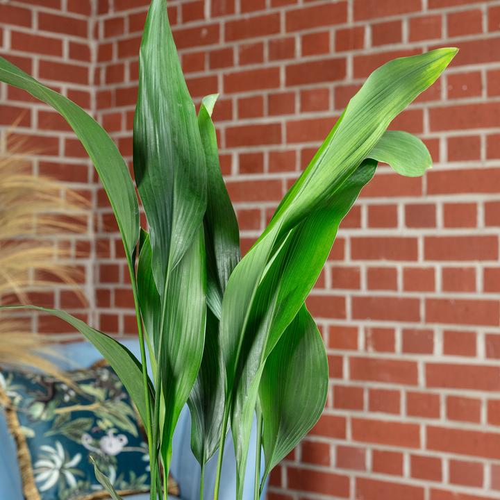 Produktbild Flowerbox Schusterpalme - Aspidistra elatior (70 cm)