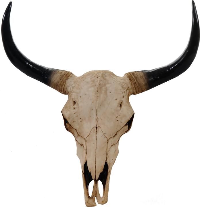 Produktbild JOHN316 Deko Schädel 45cm Stier