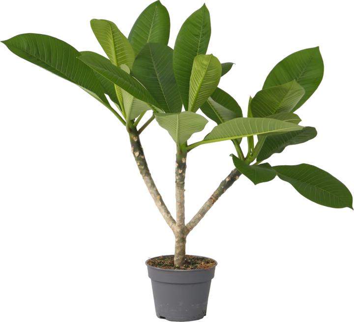 Plant in a Box Plumeria Frangipani - Hawaii pflanze (54 cm)