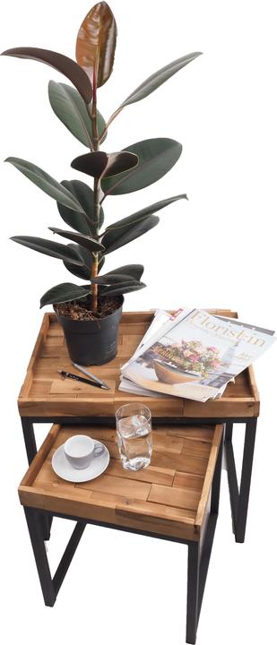 Produktbild Migros Ostschweiz Ficus elastica (67 cm, Tierfreundlich)