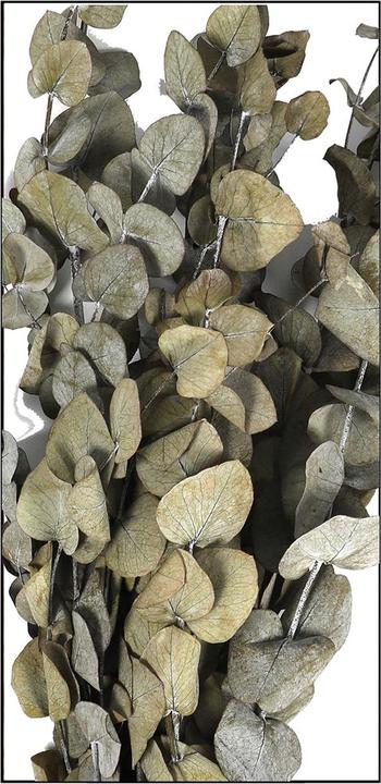 Image du produit Dijk Eucalyptus - Eucalyptus (Fleurs séchées)