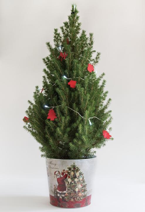 Épicéa en pain de sucre avec guirlande lumineuse LED décorative & pot (80 cm)