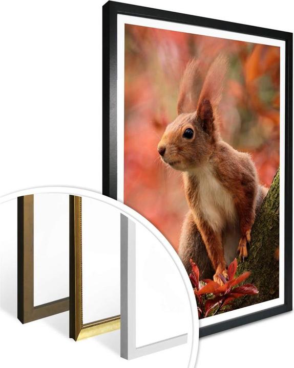 Produktbild Trenddeko Eichhörnchen 01 (50 x 60 cm)