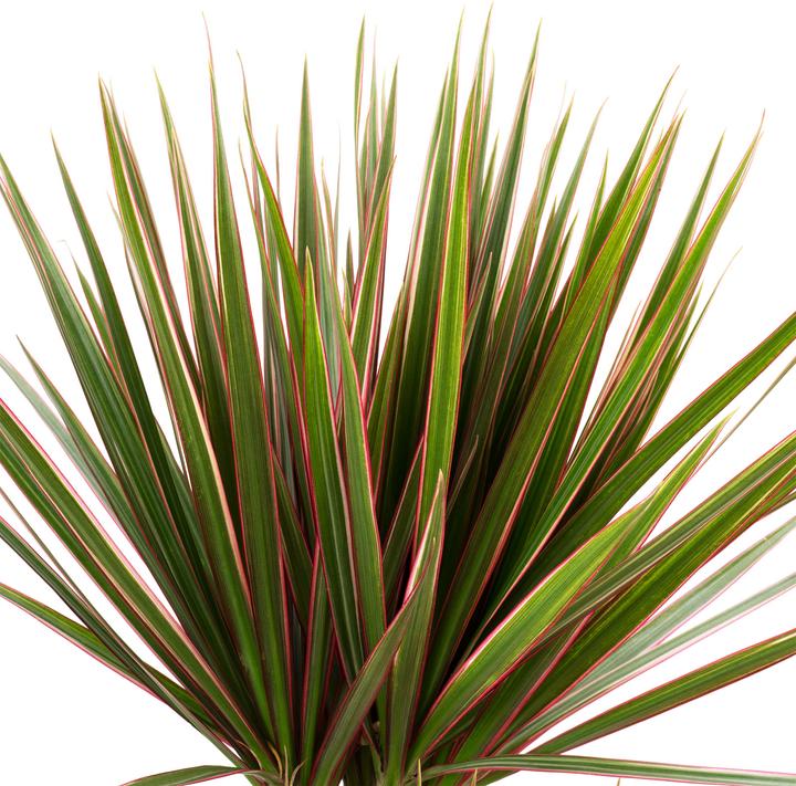 Image du produit Flowerbox Set de 3 cocotiers, dragonniers, yuccas