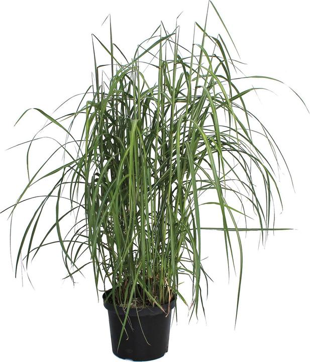 Produktbild Zulauf Chinaschilf / Miscanthus si. Malepartus (50 cm)