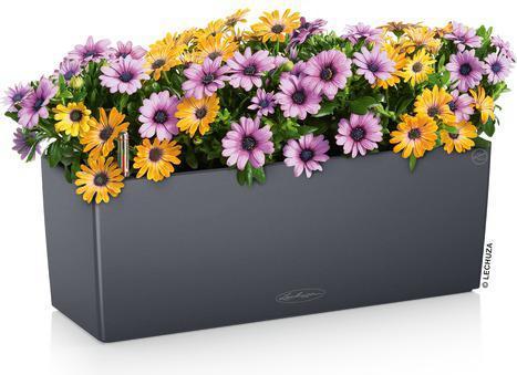 Produktbild Lechuza Balconera Color (19 cm)