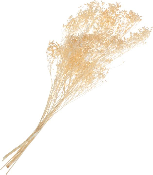 Immagine prodotto VBS Fiore di ginestra, circa 20 g, lunghezza circa 40 cm