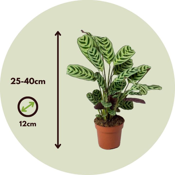 Image du produit Plant in a Box Ctenanthe burle-marxii (25 cm)