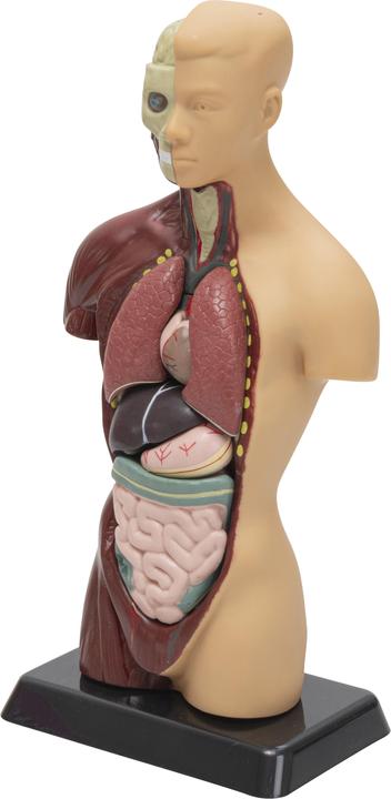 Produktbild Betzold Schülertorso