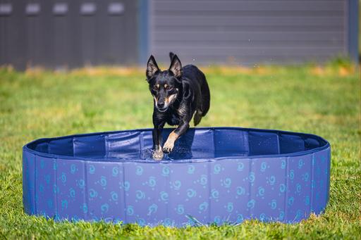 Immagine prodotto Beeztees Piscina per cani (Piscina per cani)