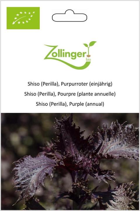 Zollinger Bio Shiso (Perilla), Purpurroter (einjährig) (Germogli)