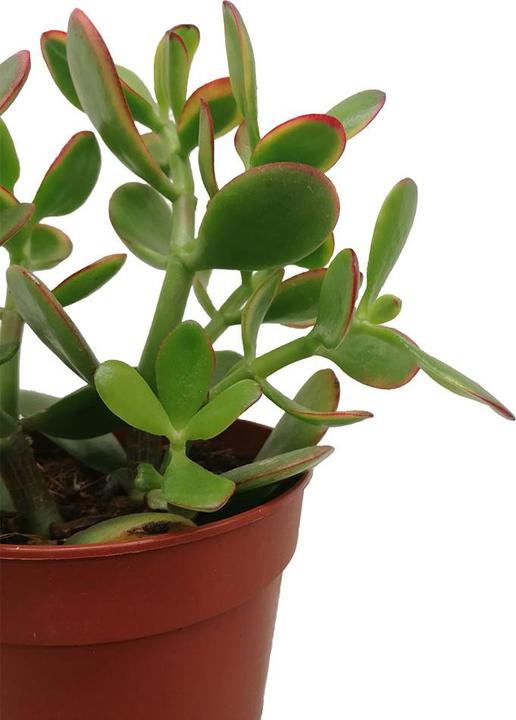 Immagine prodotto VEG and the City Kelur (albero dei soldi - Crassula Ovata) (15 cm)