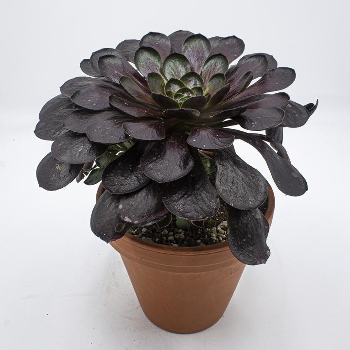 Produktbild Kakteen Gautschi Semponium desteny (35 cm)