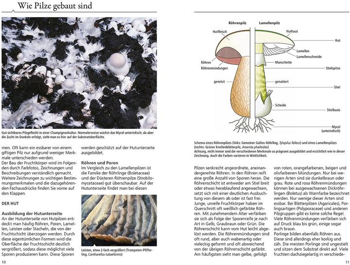 Produktbild Kosmos Welcher Pilz ist das? (Deutsch, Markus Flück, 2024)