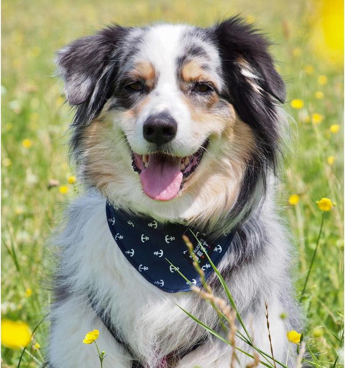 Produktbild Knauder's Best Anker Marine (M, Hundehalstuch)