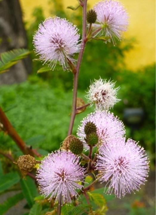 Tropica Echte Mimose Mimosa Pudica (Graines de fleurs)