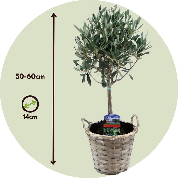Image du produit Plant in a Box Olea Europaea - Olivier en panier (45 cm)