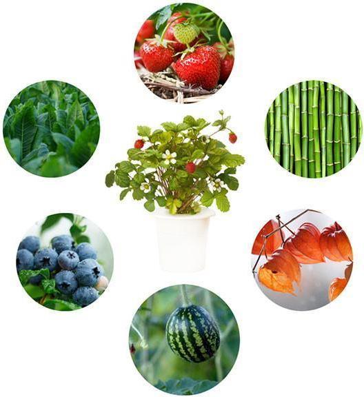 Produktbild Click and Grow Experimental Kit (Keimlinge)