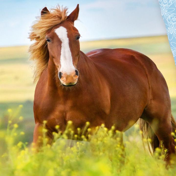 Actual product image Herding Horses