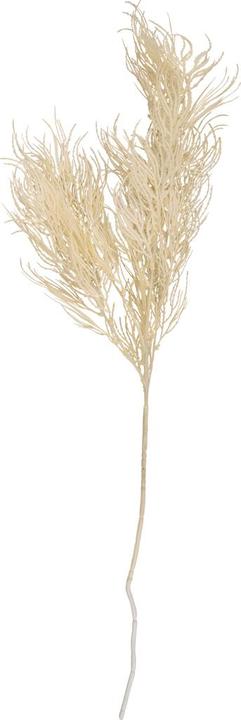 present time Asparagus Fern Stem (86.40 cm)