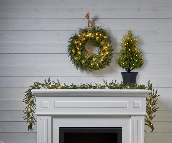 Image du produit Star Trading Thuja