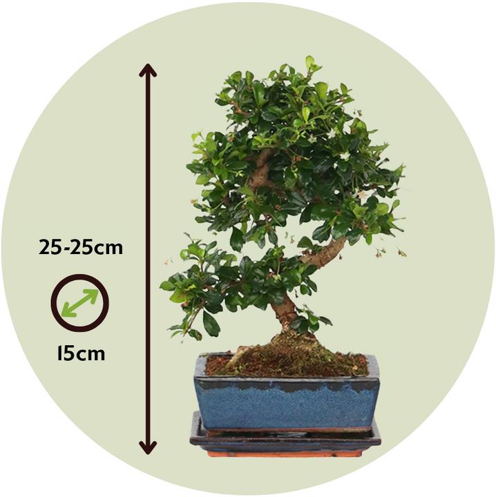 Image du produit Plant in a Box Carmona microphylla - Bonsaïs (20 cm)
