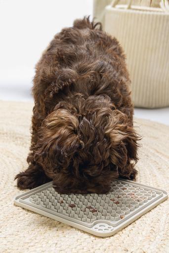 Immagine prodotto Beeztees Diza (Giochi per cuccioli)