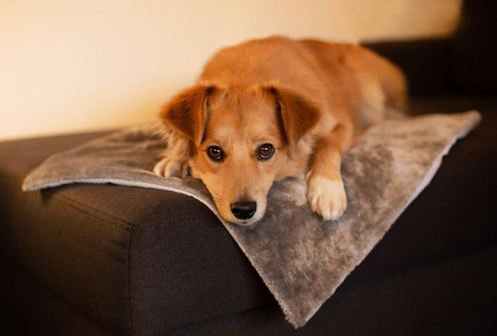 Produktbild Deek Pets Thermo Mat (Hund)