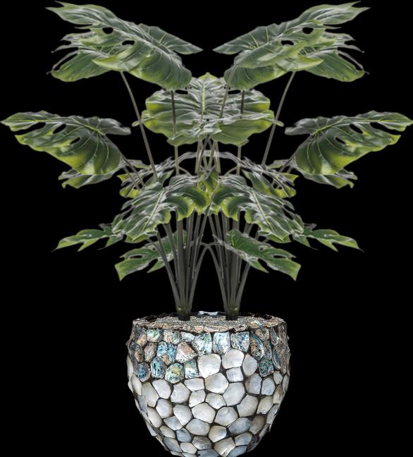 Actual product image Emerald Monstera-Pflanze (98 cm)