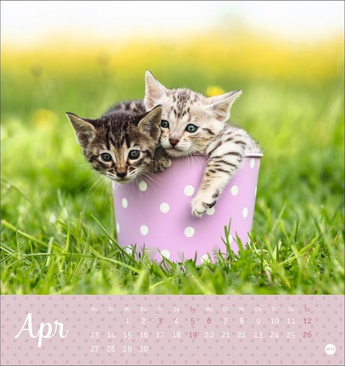 Produktbild Katzen Postkartenkalender Kleine Tiger 2026 (16 x 17 cm, Harter Einband, Deutsch)