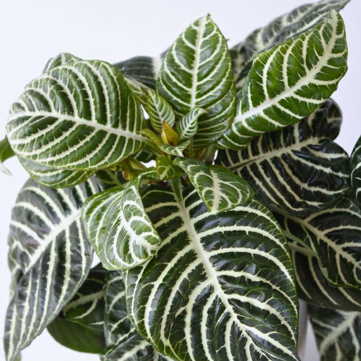 Image du produit Plant in a Box Aphelandra squarrosa Botanica - Herbe zébrée (25 cm)