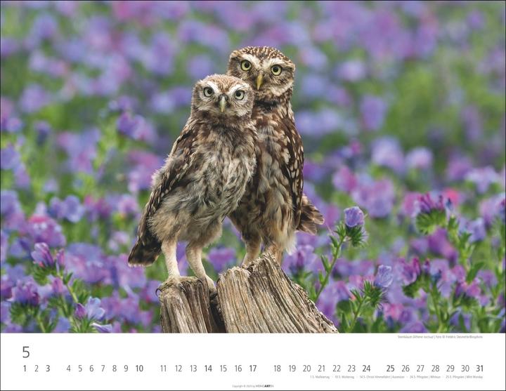 Immagine prodotto Eulen Kalender 2026 (44 x 34 cm, Copertina rigida, Tedesco, Inglese)