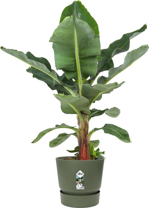 Produktbild Elho Greenville (39 cm)