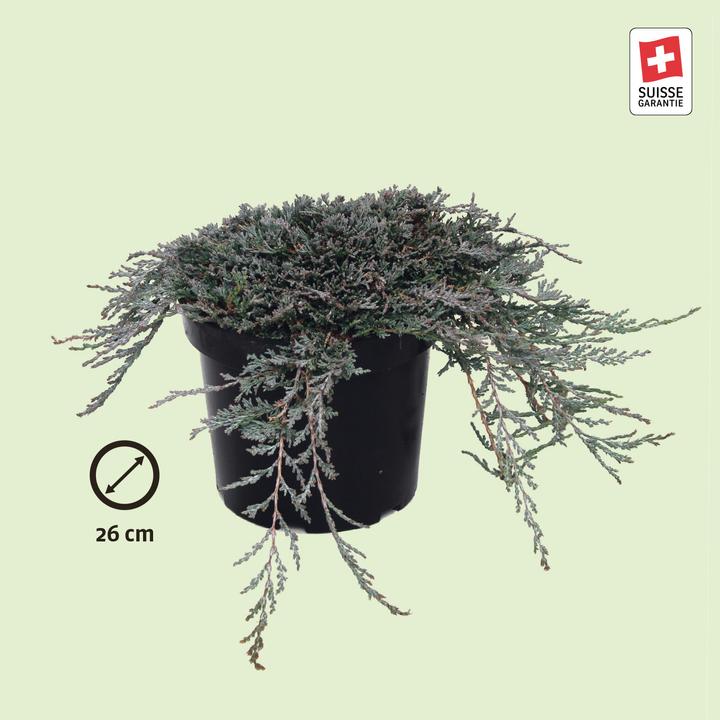 Immagine prodotto Zulauf Kriech-Wacholder / Juniperus hor. 'Icee Blue' (40 cm)
