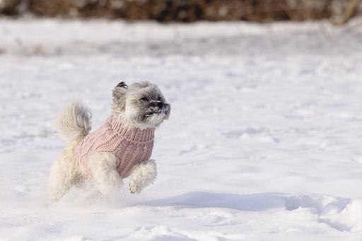 Produktbild Designed by Lotte Hundepullover Haida (40, Hundepullover)