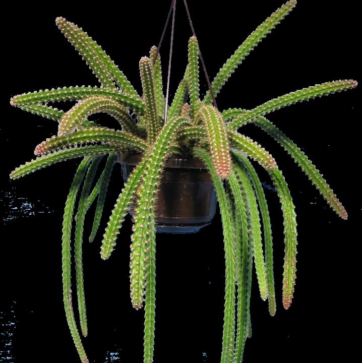 Kakteen Gautschi Aporophyllum Malisonii (50 cm)