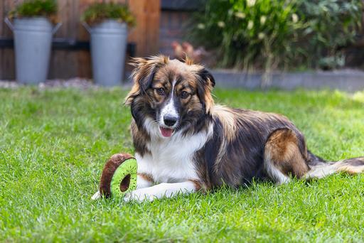Produktbild Beeztees Seestern (Beschäftigungsspielzeug Hund)
