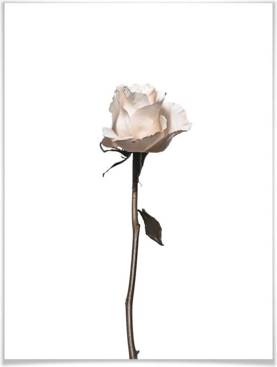 Immagine prodotto Trenddeko La rosa bianca (30 x 40 cm)
