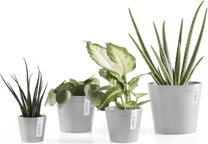 Actual product image Ecopots Amsterdam Mini (10.50 cm)