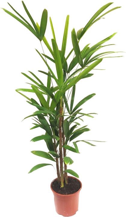 Image du produit Rutishauser Rhapis Excelsa (80 cm)