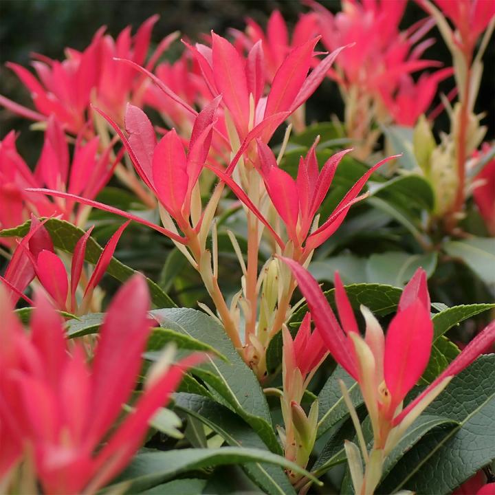 Produktbild Plant in a Box Pieris 'Forest Flame' - 2er Set Schattenglöckchen (25 cm)