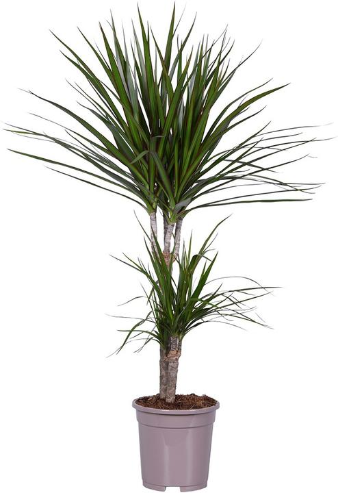 Rutishauser Dracaena (100 cm)