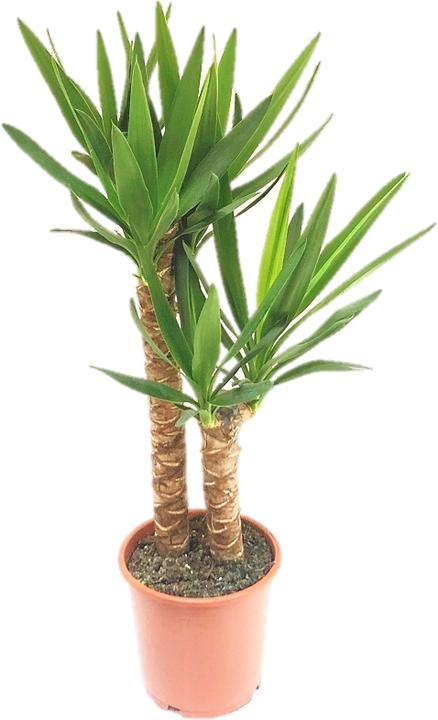 Rutishauser Palma Yucca (90 cm)