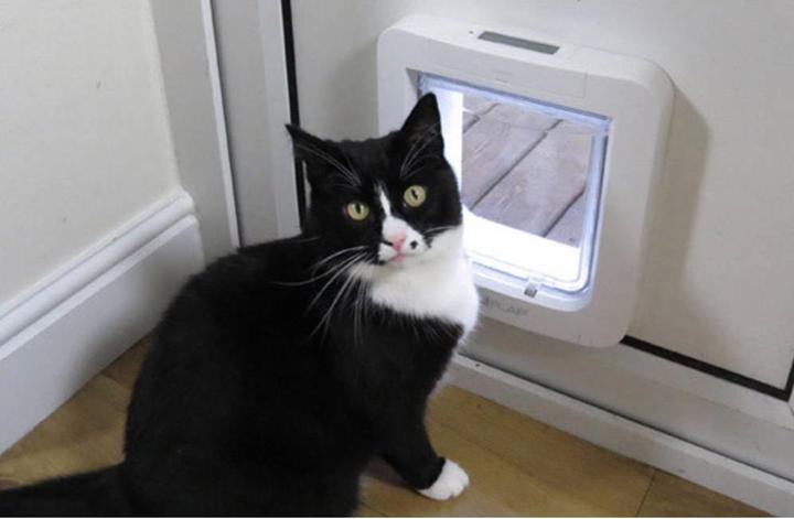 Immagine prodotto SureFlap Porta per gatti a microchip (Zampa per gatti con microchip)