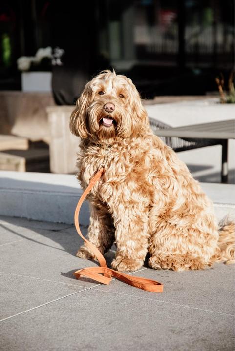 Produktbild Kentucky Dogwear Hundeleine Velvet (L, Hund, Allgemein)