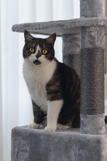 Image du produit Beeztees Arbre à chat Bz Figado (135 cm, Grey)