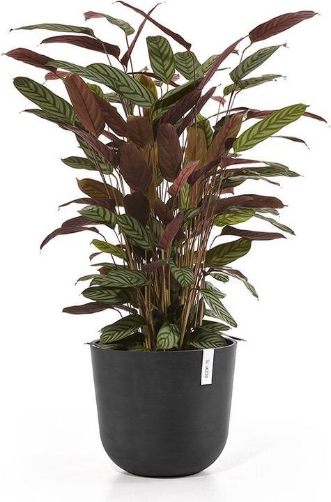 Actual product image Ecopots Oslo (35 cm)